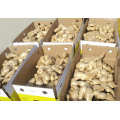 New Crop China Fresh Ginger/Air Dried Ginger of 250g Plus